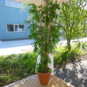 Plantdecoraties